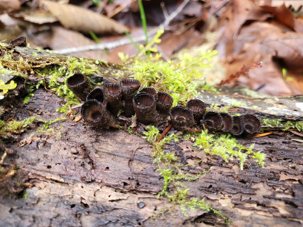 Cyathus striatus · February 2026 · photo: © autumnmeadowhawk (iNaturalist, cc-by)