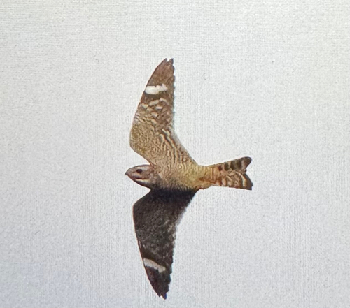 Lesser Nighthawk observed by tomas_kay
