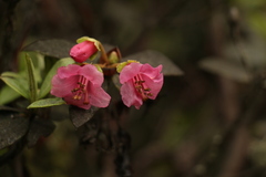 Rhododendron glaucophyllum