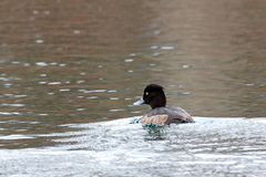 Aythya fuligula