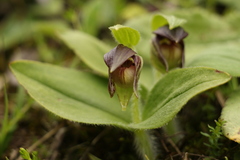 Cypripedium elegans