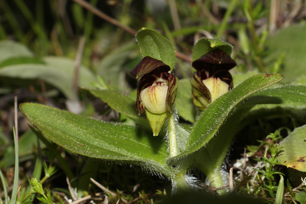 Cypripedium elegans Rchb.f. 2