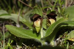 Cypripedium elegans