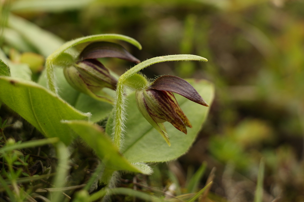 Cypripedium elegans Rchb.f. 3