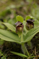 Cypripedium elegans