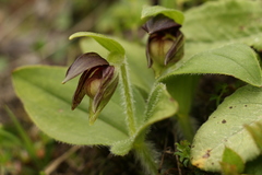 Cypripedium elegans