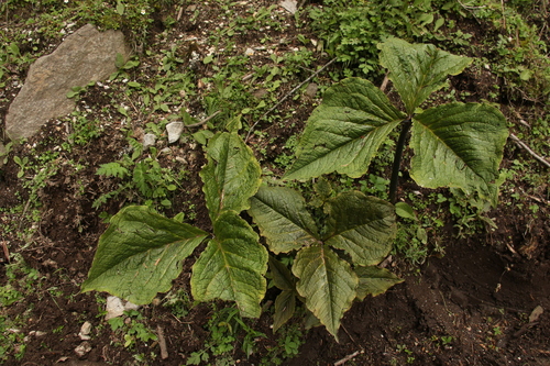 Arisaema griffithii, photograph 5