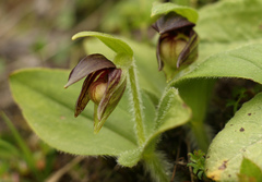 Cypripedium elegans