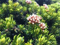 Ozothamnus ledifolius