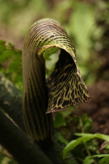 Arisaema griffithii