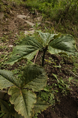 Arisaema griffithii, photograph 6
