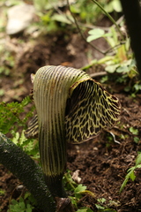 Arisaema griffithii