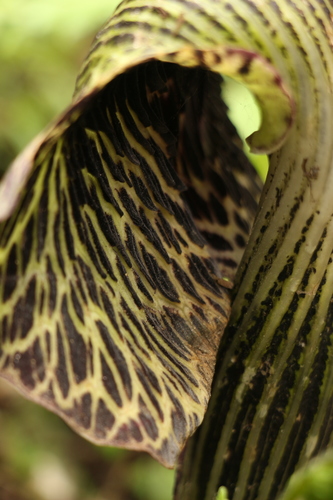 Arisaema griffithii, photograph 4