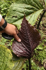 Arisaema griffithii