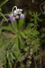 Primula capitata