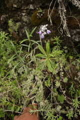 Primula capitata