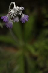 Primula capitata