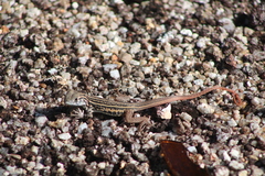 Leiolepis