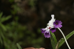 Primula capitata
