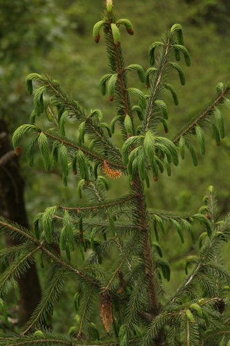 Picea spinulosa, photograph 4