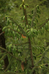 Picea spinulosa