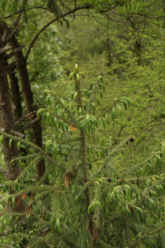 Picea spinulosa, photograph 5