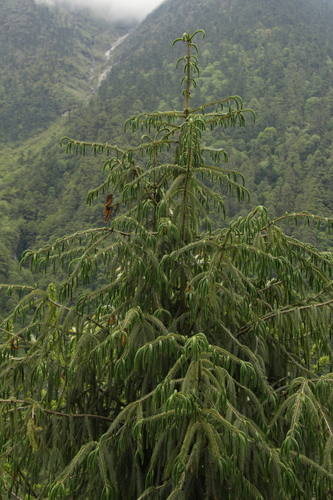 Picea spinulosa, photograph 6