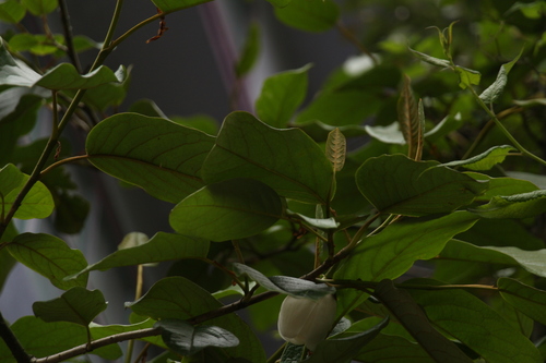 Magnolia globosa, photograph 6