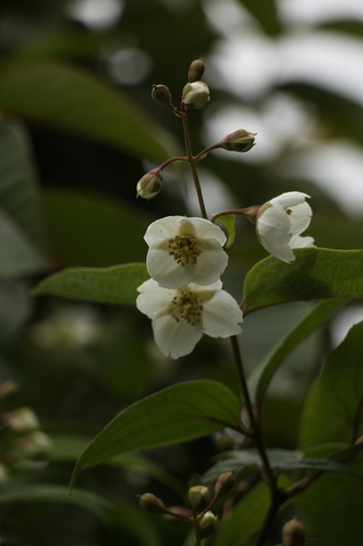 Downy Mock-orange (Philadelphus tomentosus)