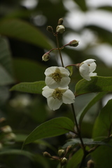 Philadelphus tomentosus