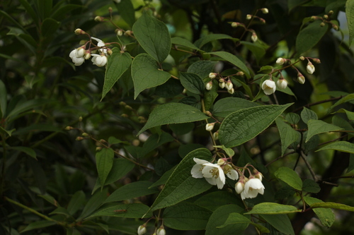 Philadelphus tomentosus, photograph 4