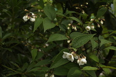 Philadelphus tomentosus