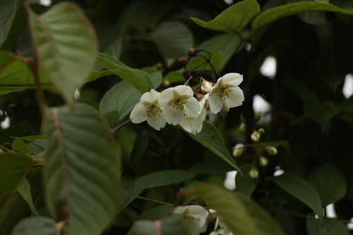 Philadelphus tomentosus, photograph 5