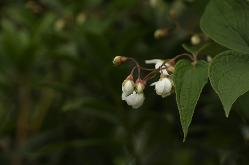 Philadelphus tomentosus, photograph 6