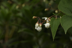 Philadelphus tomentosus