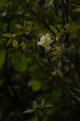 Rhododendron triflorum
