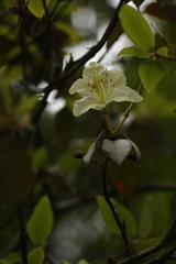 Rhododendron triflorum