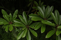 Daphniphyllum himalaense