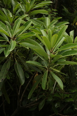 Daphniphyllum himalaense