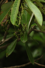 Daphniphyllum himalaense