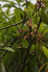 Daphniphyllum himalaense
