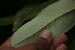 Daphniphyllum himalaense