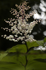 Maianthemum oleraceum