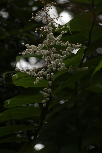 Maianthemum oleraceum, photograph 2