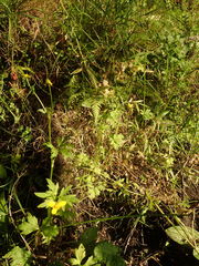 Ranunculus urvilleanus