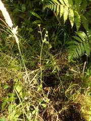 Ranunculus urvilleanus