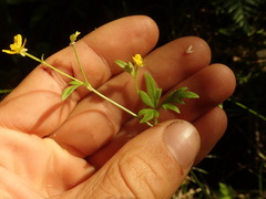 Ranunculus urvilleanus