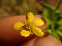 Ranunculus urvilleanus