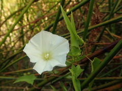 Calystegia marginata