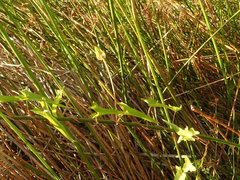 Calystegia marginata